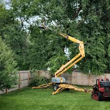 Tree and Shrub Care in Glen Alpine, NC