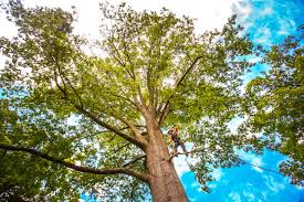 Best Tree Mulching  in Glen Alpine, NC