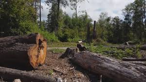 Best Lot and Land Clearing  in Glen Alpine, NC