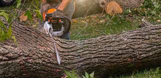 Best Firewood Processing and Delivery  in Glen Alpine, NC