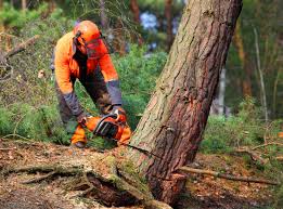 Best Tree Cabling and Bracing  in Glen Alpine, NC