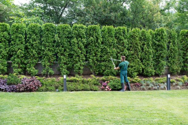Best Emergency Tree Removal  in Glen Alpine, NC