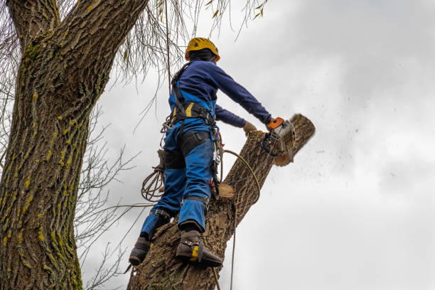 Best Tree Health Inspection  in Glen Alpine, NC