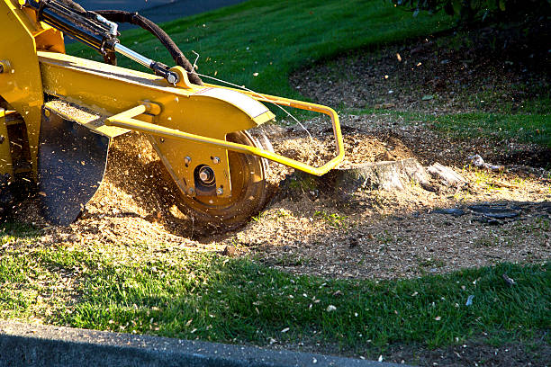 Best Stump Grinding and Removal  in Glen Alpine, NC