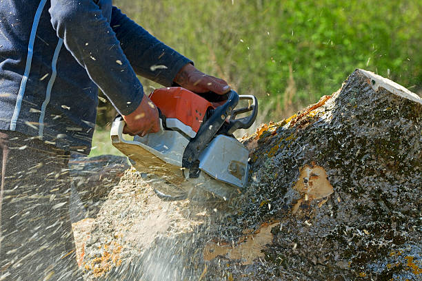 Trusted Glen Alpine, NC Tree Removal Experts